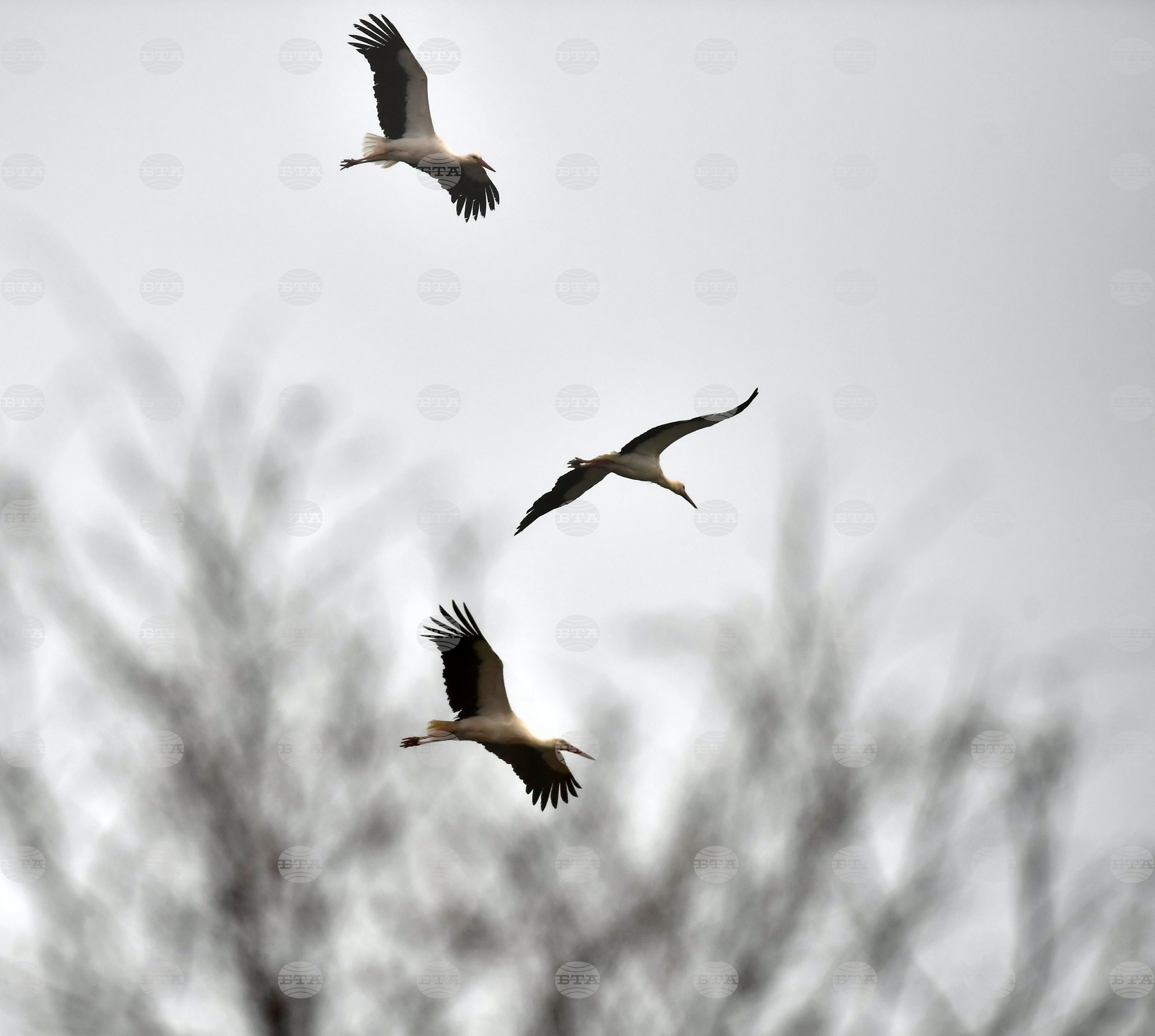 Село Свещари - щъркели - пролет