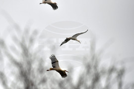 Село Свещари - щъркели - пролет