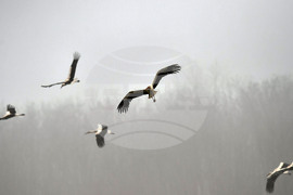 Село Свещари - щъркели - пролет
