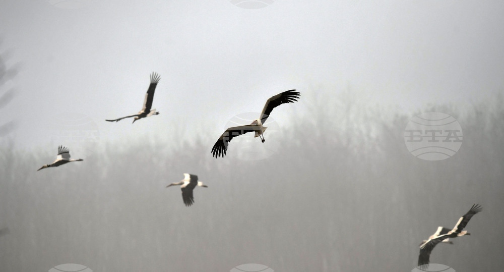 Село Свещари - щъркели - пролет