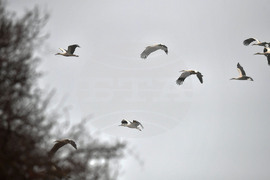 Село Свещари - щъркели - пролет