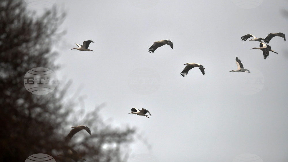 Село Свещари - щъркели - пролет