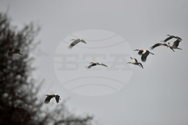 Село Свещари - щъркели - пролет