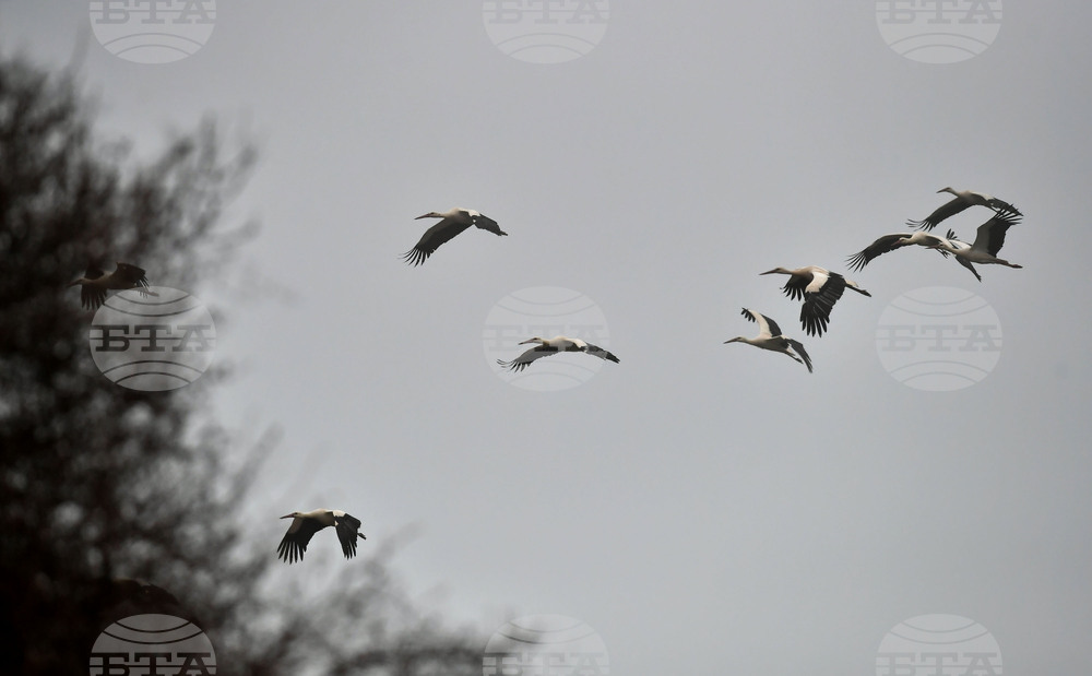 Село Свещари - щъркели - пролет