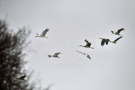 Село Свещари - щъркели - пролет