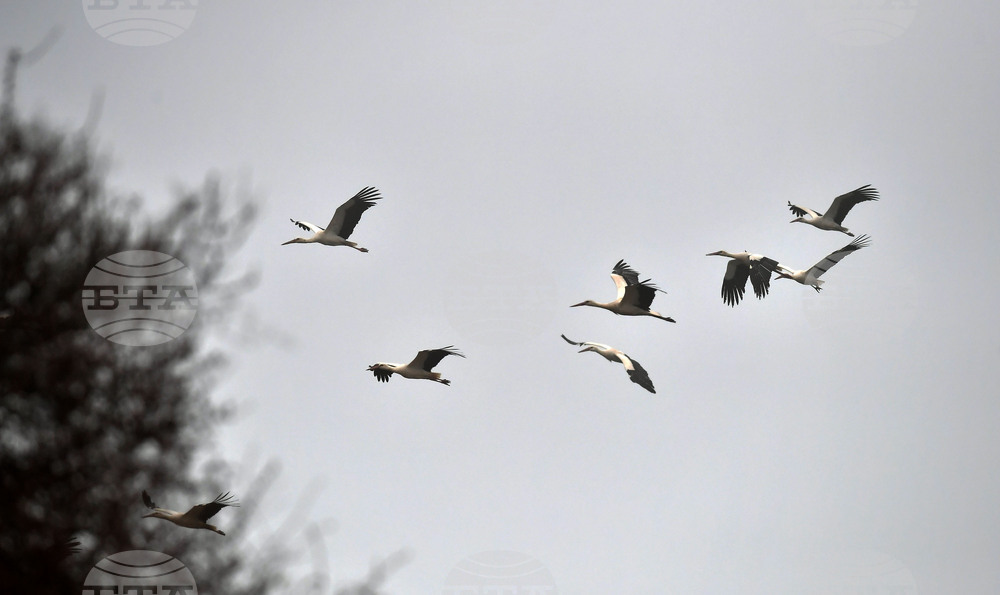 Село Свещари - щъркели - пролет