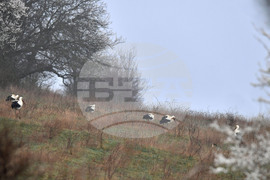 Село Свещари - щъркели - пролет