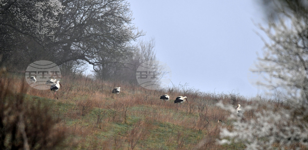 Село Свещари - щъркели - пролет