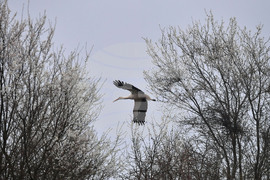 Село Свещари - щъркели - пролет
