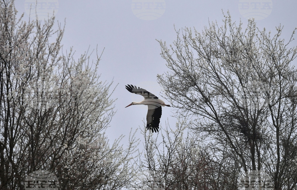 Село Свещари - щъркели - пролет