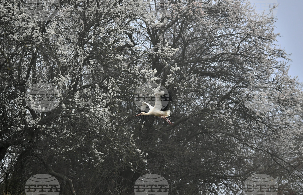 Село Свещари - щъркели - пролет