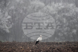 Село Свещари - щъркели - пролет