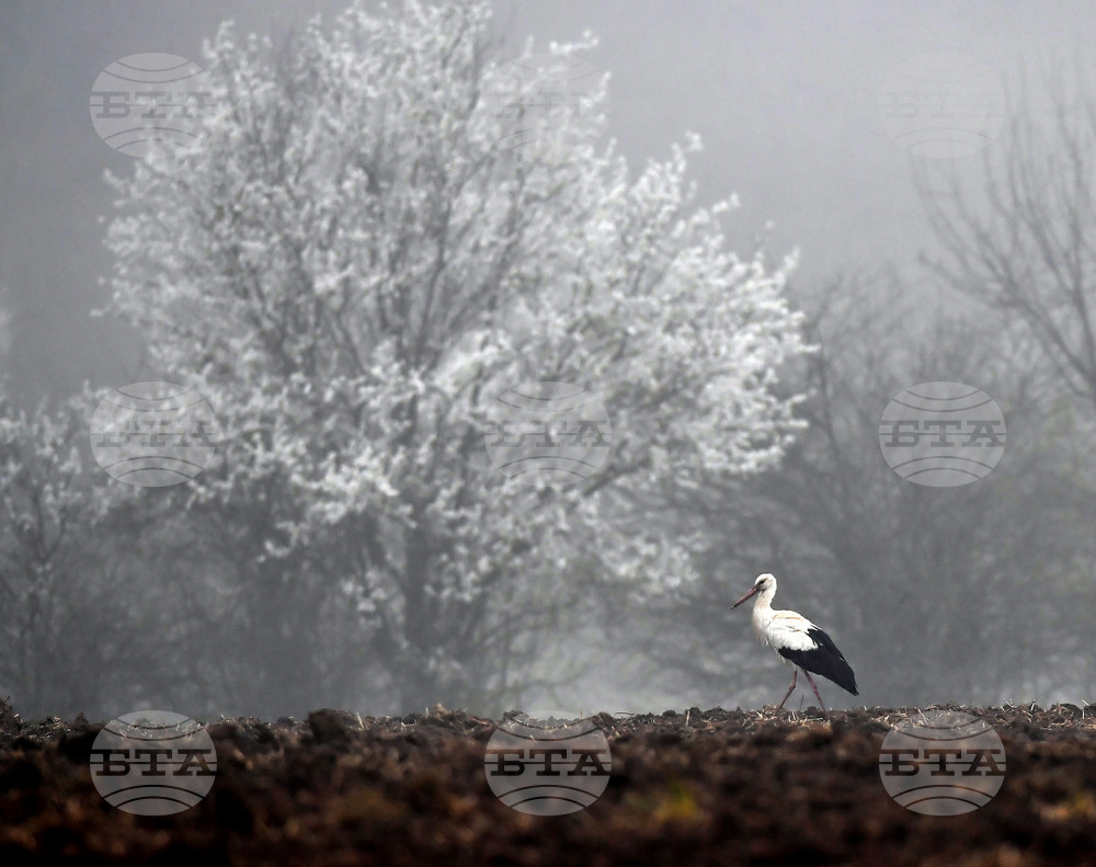 Село Свещари - щъркели - пролет