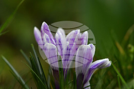 Село Свещари - пролет