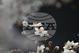 Село Свещари - пролет