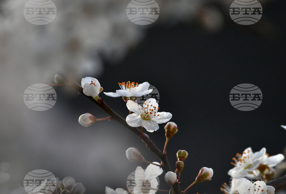 Село Свещари - пролет