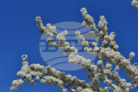 Село Свещари - пролет