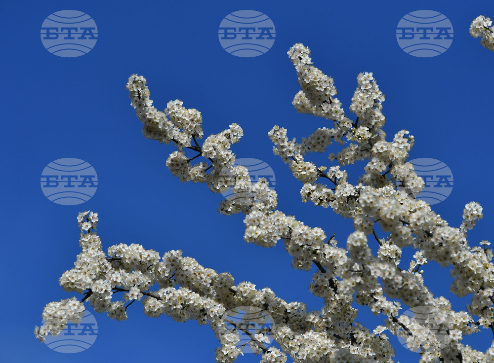 Село Свещари - пролет