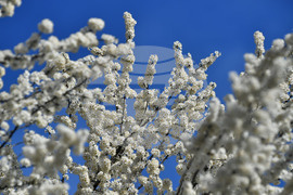 Село Свещари - пролет