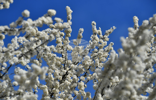 Село Свещари - пролет