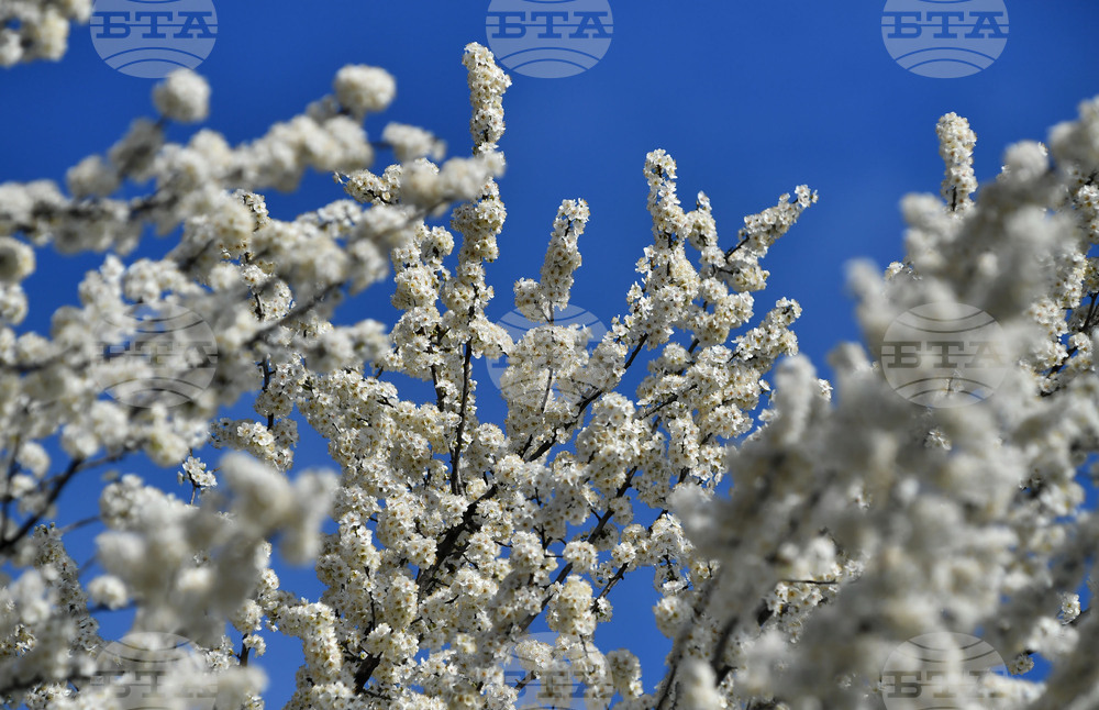 Село Свещари - пролет