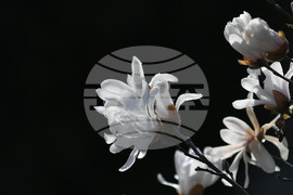 Село Свещари - пролет