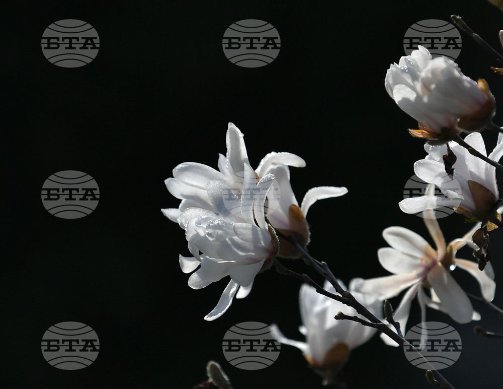 Село Свещари - пролет