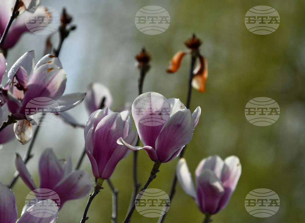 Село Свещари - пролет