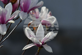 Село Свещари - пролет