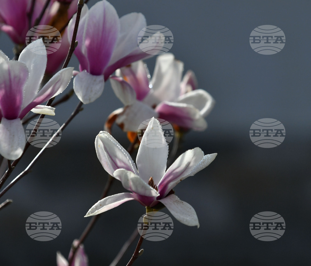 Село Свещари - пролет