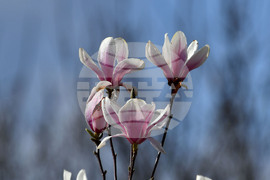 Село Свещари - пролет