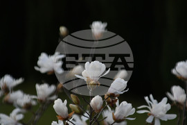 Село Свещари - пролет