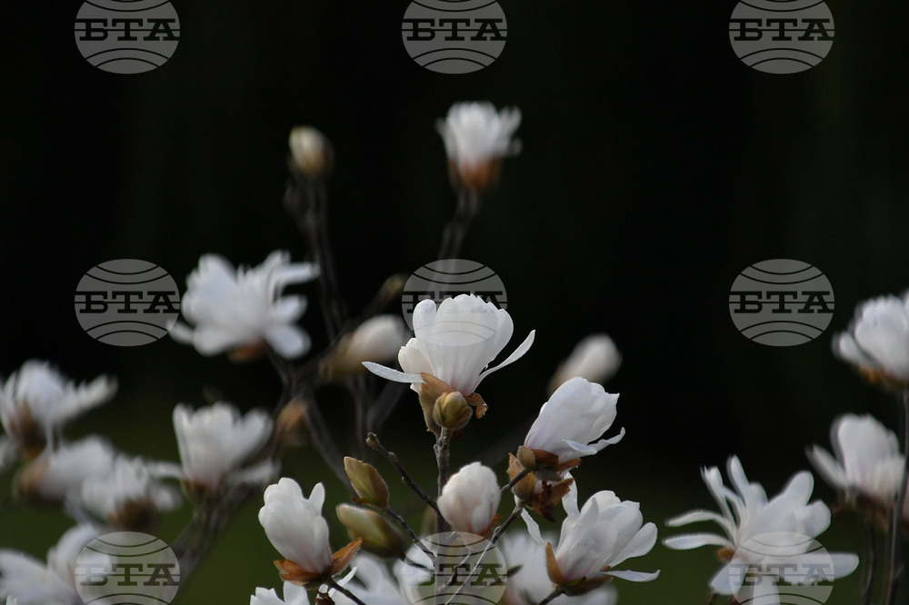 Село Свещари - пролет