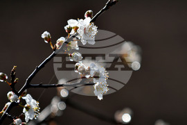 Село Свещари - пролет