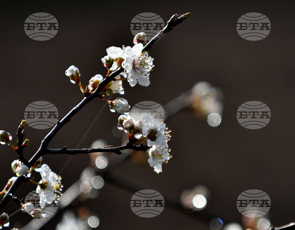 Село Свещари - пролет