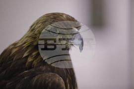 Русе - екомузей - изложба