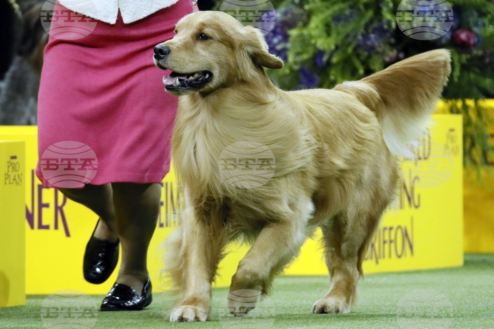 Травми в ранна възраст са причина за агресията при възрастни кучета, установи проучване на Харвард