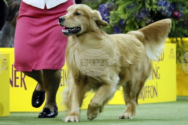 Травми в ранна възраст са причина за агресията при възрастни кучета, установи проучване на Харвард