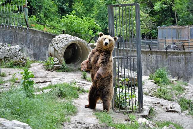 Община Плевен подписа договор за техническа помощ за инвестиции в Зоопарк „Кайлъка“ 