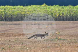 Село Богданци - лисица - любопитно