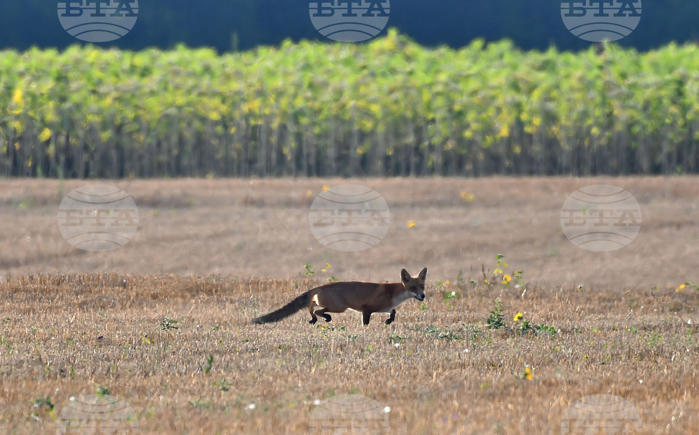 Село Богданци - лисица - любопитно