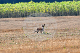 Село Богданци - лисица - любопитно