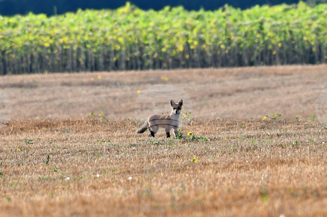 Село Богданци - лисица - любопитно