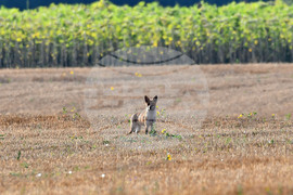 Село Богданци - лисица - любопитно