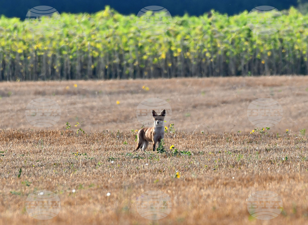 Село Богданци - лисица - любопитно