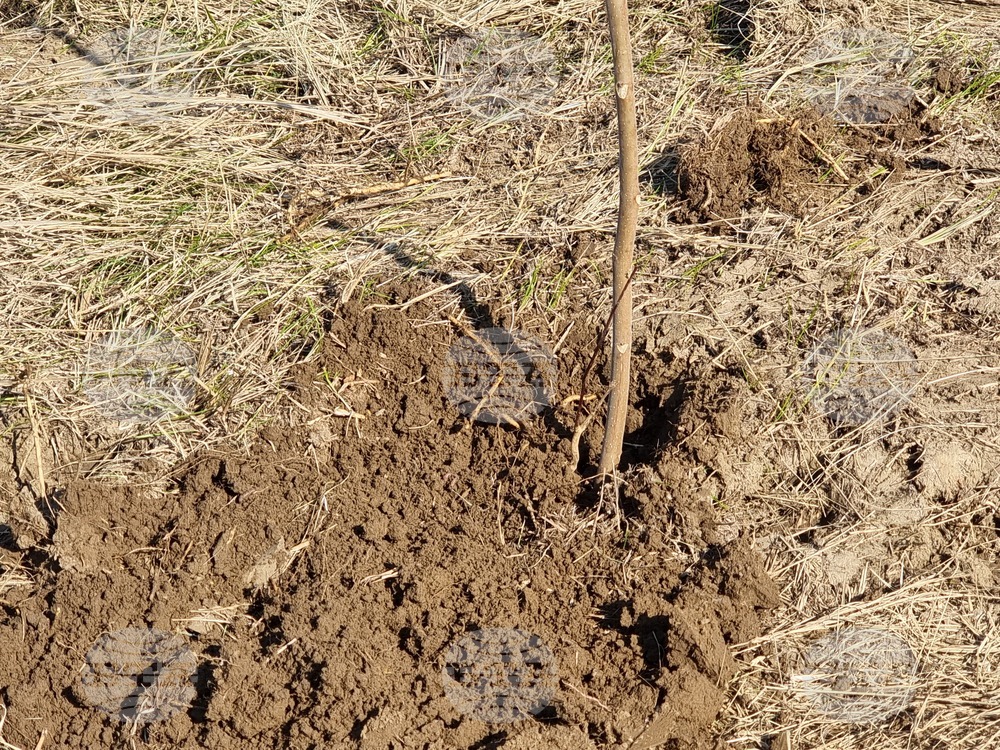 Видин - Световен ден на водата - ВиК - залесяване