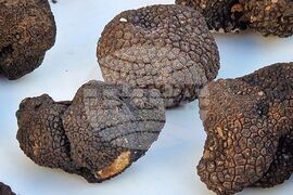 Бургас - трюфели