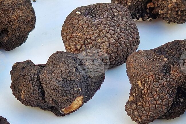 Бургас - трюфели