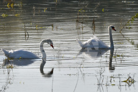 Село Ножарово - лебеди - любопитно