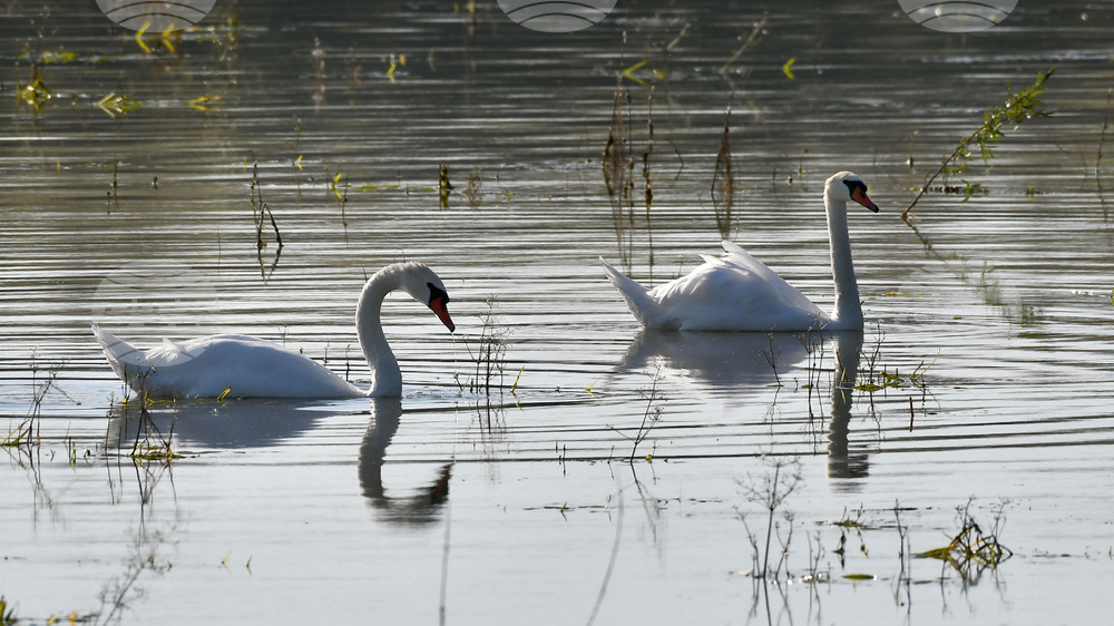 Село Ножарово - лебеди - любопитно